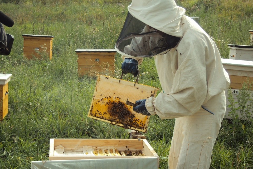 Самарский областной центр пчеловодства получил дополнительную энергию