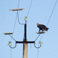 Для защиты редких птиц Калмыкии «Россети Юг» оснастит специальными устройствами линии электропередачи