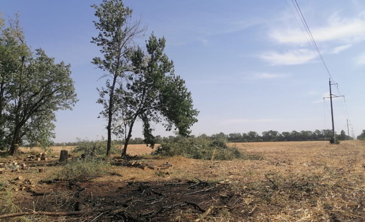 Незаконная вырубка деревьев вблизи ЛЭП стала причиной нарушения электроснабжения