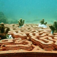 Коралловые рифы восстановят с помощью 3D-печати
