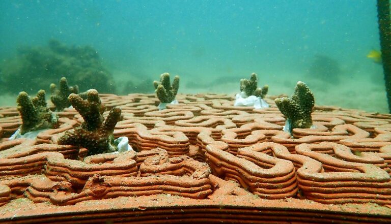 Коралловые рифы восстановят с помощью 3D-печати