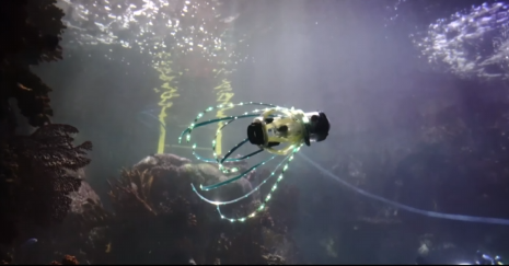 Ученые из США создали робота-кальмара. Он плавает и фотографирует морских обитателей