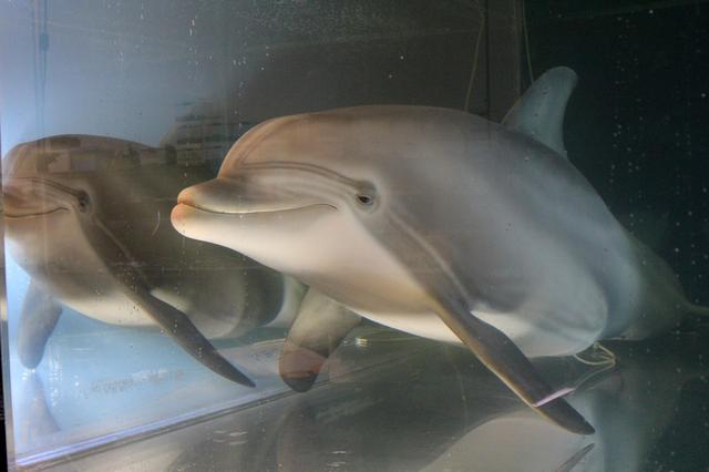 Создан робот-дельфин, который однажды сможет заменить животных в неволе в тематических парках