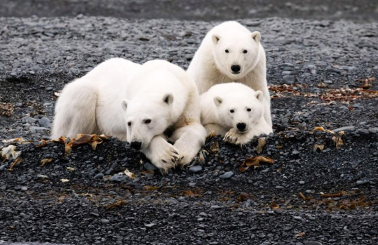 Участники арктических экспедиций «Роснефти» рассказали об исследованиях 2020 года