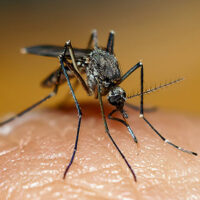 Француз придумал новый способ борьбы с комарами